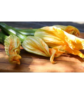 FIORI ZUCCA NATURALE KG 1 SG