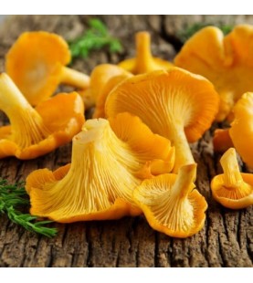 FUNGHI FINFERLI KG 1 SG