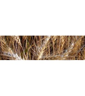 FARINA GRANO TENERO ANTICO...