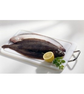 SOGLIOLA Nｰ 5 OLANDA GR 700...
