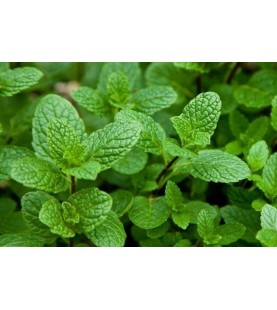 MENTA ROMANA VV GR 10